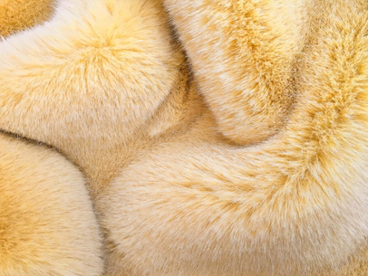 XD0012-Cáo vàng đấu thầu